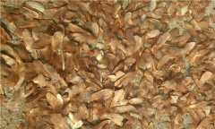 種子基地如何使用農(nóng)業(yè)氣象站來提高種子基地的產(chǎn)量？