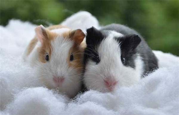 6000竹鼠賣不出去？何不來(lái)賣農(nóng)業(yè)氣象站！