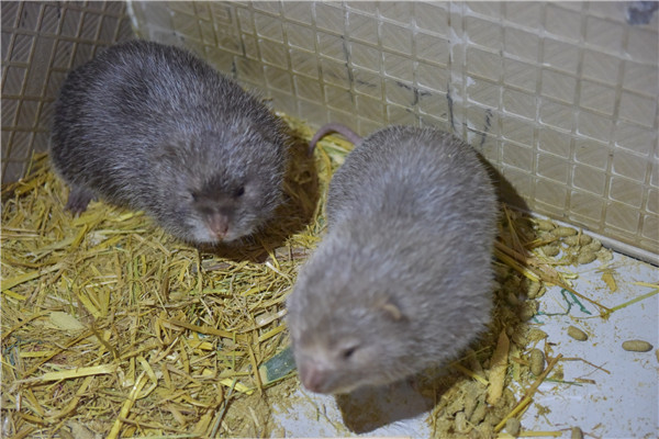 6000竹鼠賣不出去？何不來(lái)賣農(nóng)業(yè)氣象站！