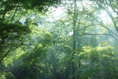 森林氣象站能實現(xiàn)現(xiàn)場監(jiān)測嗎