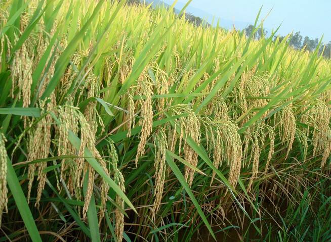 農(nóng)業(yè)氣象站 農(nóng)業(yè)氣象站