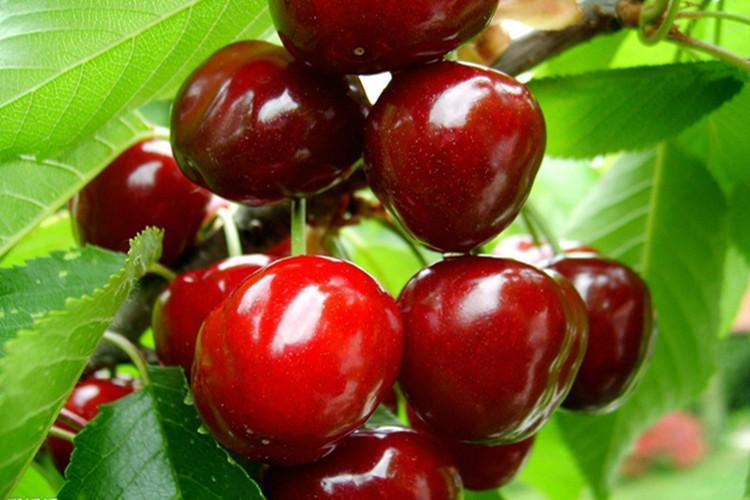 1618296352425536.jpg 櫻桃.jpg