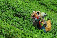 大田作物四情監(jiān)測(cè)系統(tǒng)，讓茶園種植搭上“科技快車”