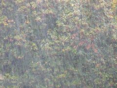 農(nóng)業(yè)種植業(yè)如何應(yīng)對(duì)暴雨？