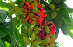 農(nóng)業(yè)自動(dòng)氣象站，為鳳眼果的種植提供一手資料