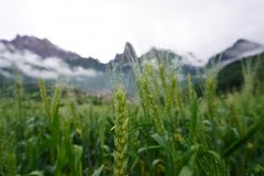 農(nóng)業(yè)氣象站：青稞對(duì)氣候的要求有哪些？
